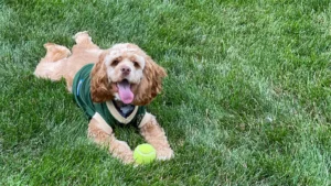 A jubilant caramel-colored cocker spaniel is lying on a lush green lawn, a tennis ball in front of him. The dog, wearing a green harness, looks up with a playful expression and tongue out, encapsulating a moment of joy and anticipation during playtime.