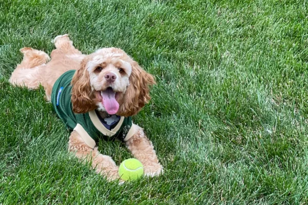 A jubilant caramel-colored cocker spaniel is lying on a lush green lawn, a tennis ball in front of him. The dog, wearing a green harness, looks up with a playful expression and tongue out, encapsulating a moment of joy and anticipation during playtime.
