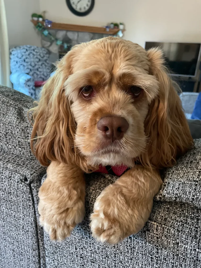 A close-up portrait of a thoughtful caramel-colored cocker spaniel resting his chin on the edge of a gray couch. The dog's soulful eyes and drooping ears convey a sense of calm and contentment, contrasting with the lively atmosphere suggested by the blurred background of a cozy, lived-in room.